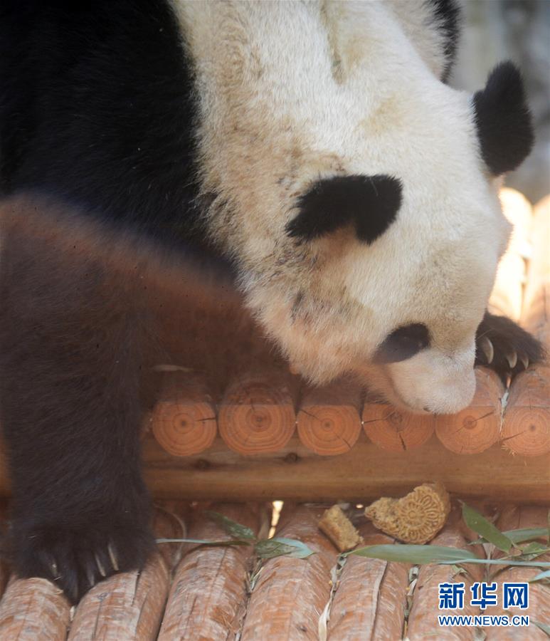 动物吃“月饼”过中秋