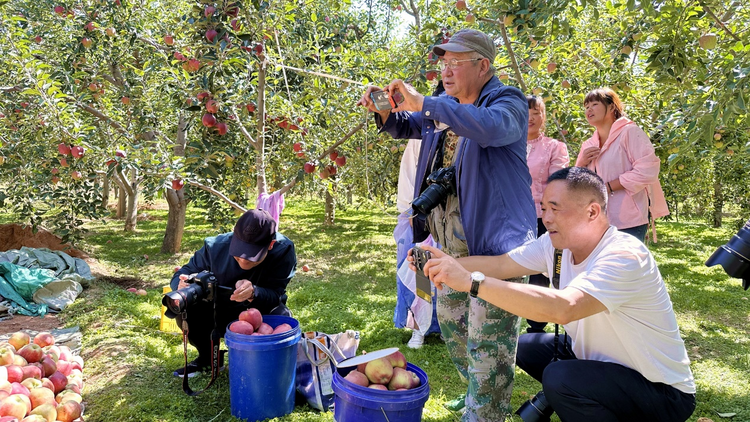 【原创】天水武山：“秋语丰年 和美乡村”——桦林镇举办庆丰收苹果采摘活动_fororder_图片10