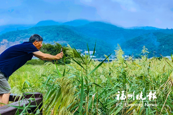 福州花海公园又添新景 百亩苇海芦花飘