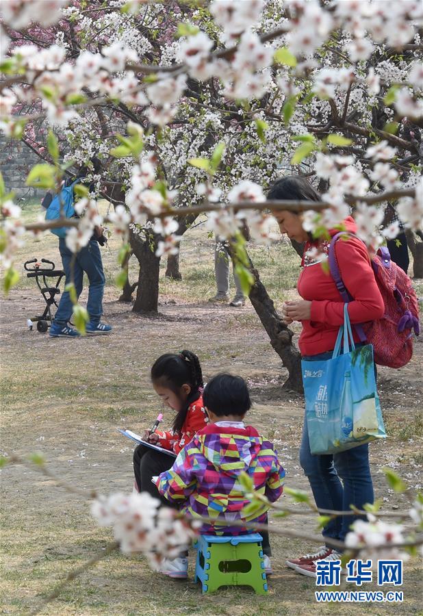 京城赏花正当时