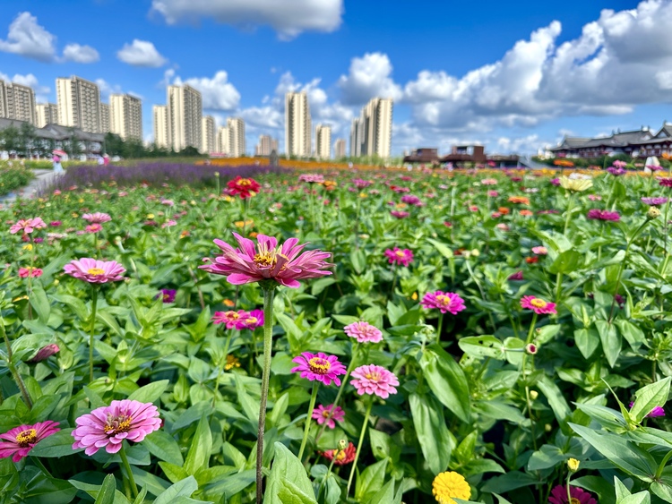 长春北湖花海开启长春八月的浪漫