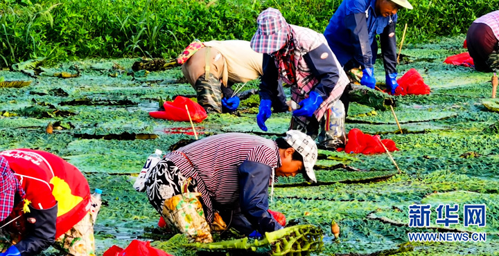 江苏射阳：芡实绿塘白鹭飞_fororder_20230822_091648_004