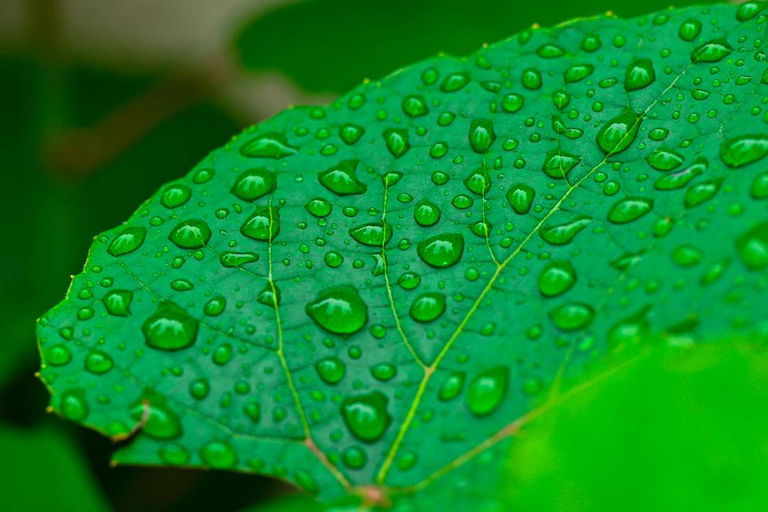 沈阳：出伏首场雨，阵阵送秋凉