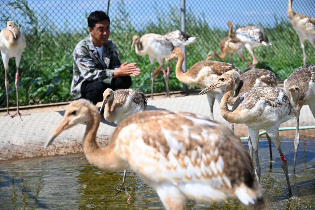 盘锦湿地繁育丹顶鹤创纪录