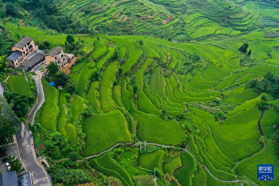 重庆酉阳：农文旅融合让乡村焕发新活力