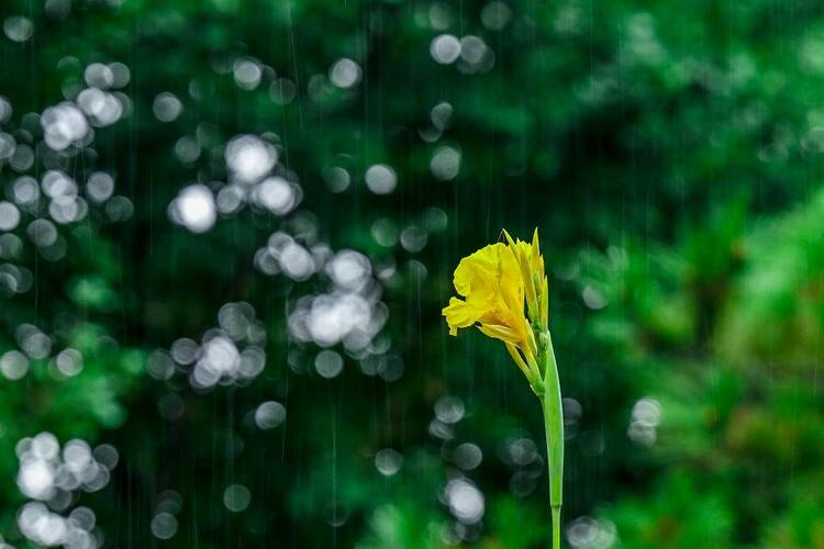 沈阳：出伏首场雨，阵阵送秋凉