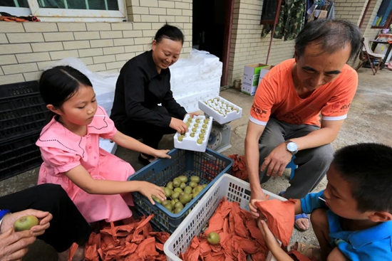 贵州水城猴场红心猕猴桃上市 享受初秋第一口甜蜜_fororder_猕猴桃3