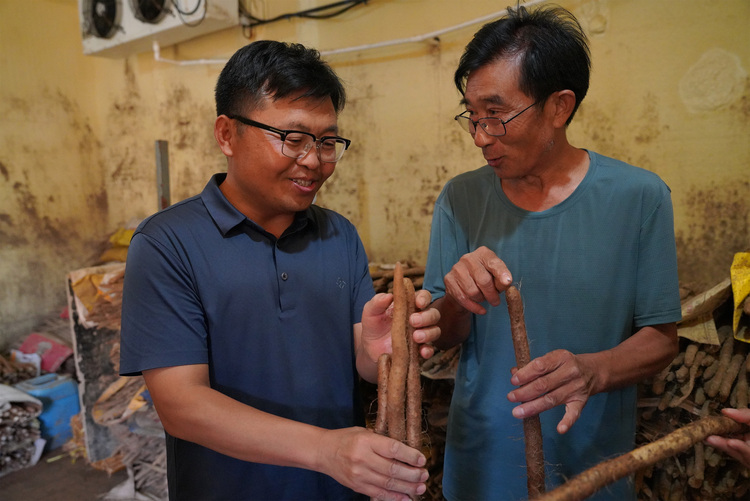 图片默认标题_fororder_农业科技特派员为种植户讲解如何认识麻山药品种。摄影 王磊