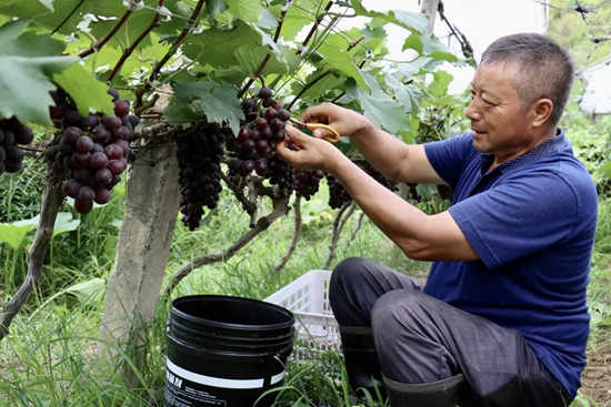 贵州都匀7100亩葡萄串起乡村致富路_fororder_都匀市匀东镇葡萄基地2.webp