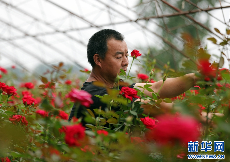 乡味丨辽中玫瑰：“美丽经济”绽放致富“花路”