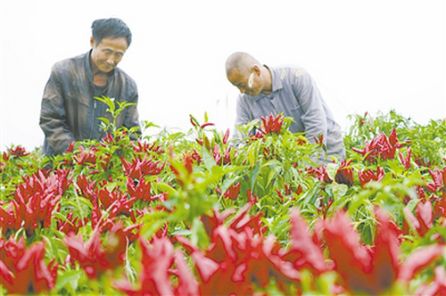 【河南供稿】平顶山市郏县：小辣椒富农家