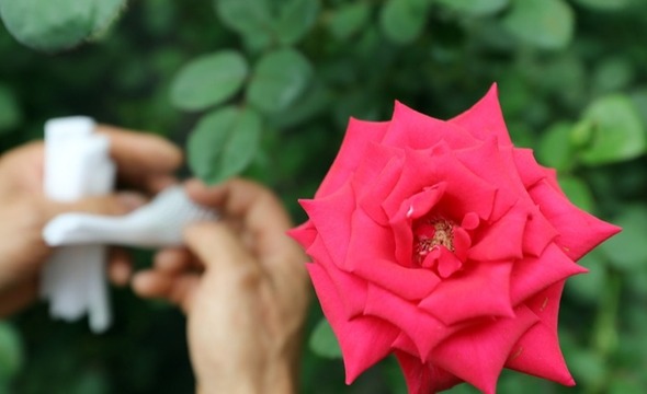 乡味丨辽中玫瑰：“美丽经济”绽放致富“花路”