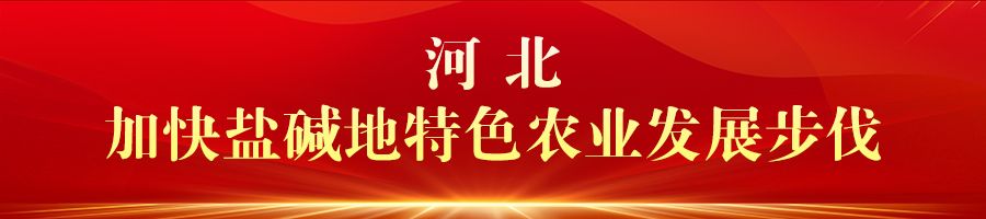 庆丰收 促和美 | 河北：金秋时节好“丰”光 乡村振兴结硕果