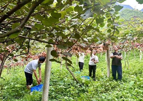 贵州水城：红心猕猴桃进入采摘期 集中收购助力农户增收产业发展_fororder_猕猴桃1