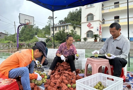 贵州水城：红心猕猴桃进入采摘期 集中收购助力农户增收产业发展_fororder_猕猴桃2