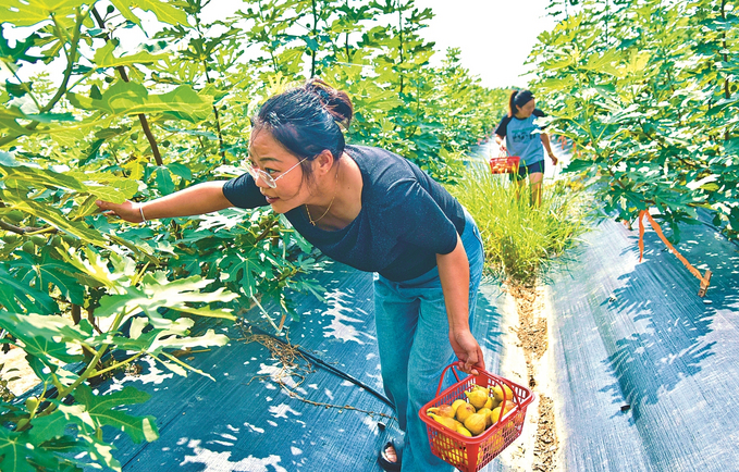 如皋无花果采摘“火”了乡村游