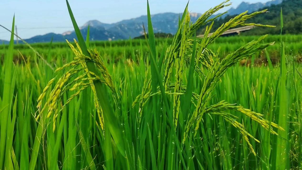 【原创】河南平顶山市鲁山县：和美乡村迎客来 村民增收笑开颜_fororder_图片1