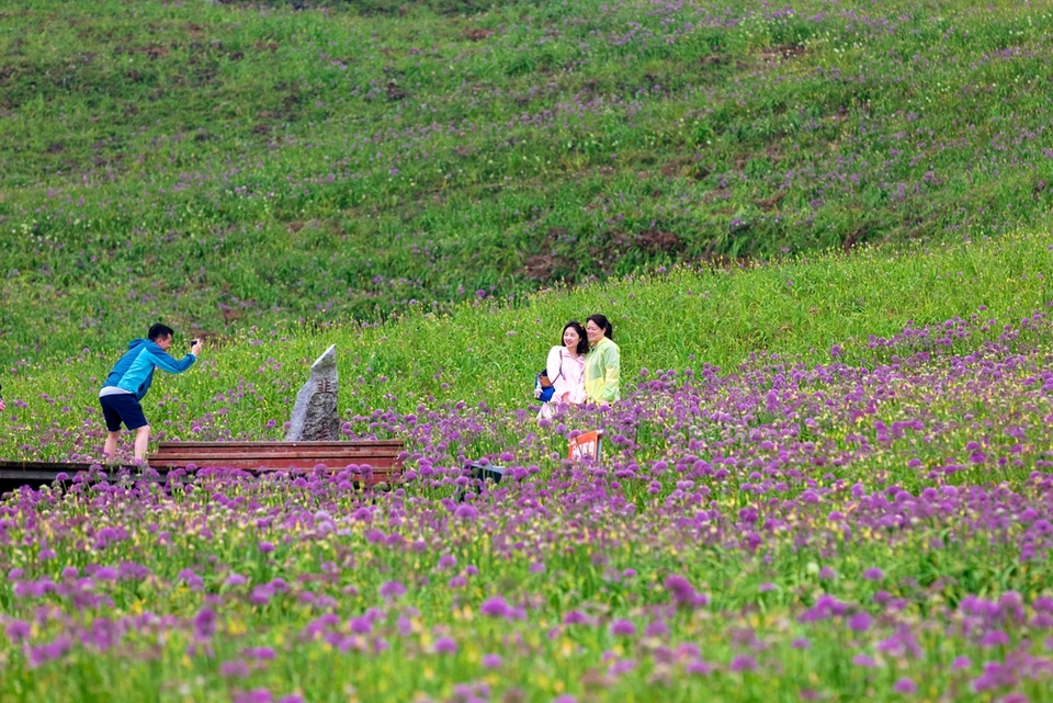 贵州屋脊韭菜坪“上演”紫色浪漫 游客沉浸其中_fororder_IMG_7080