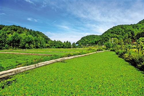 [治国理政新实践·重庆篇]重庆石柱：改善农村人居环境建设宜居乡村