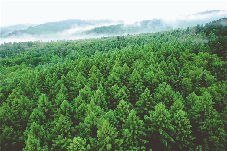 伊春：厚植生态底色 激发绿色动能