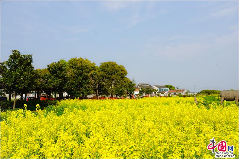 不负春光 来周庄香村祁庄摘鲜嫩野菜作青团子