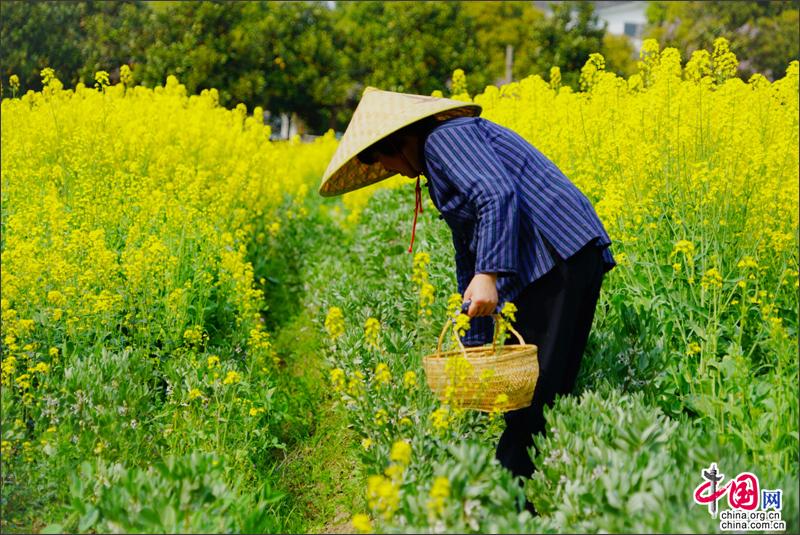 不负春光 来周庄香村祁庄摘鲜嫩野菜作青团子