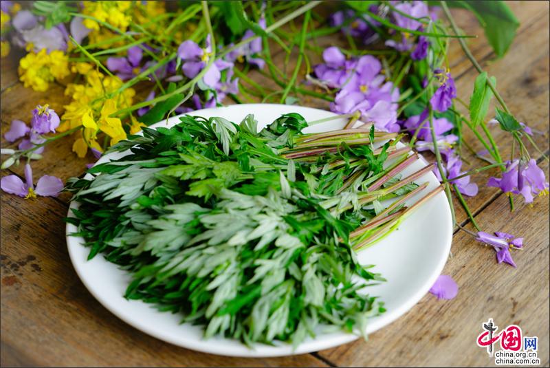 不负春光 来周庄香村祁庄摘鲜嫩野菜作青团子