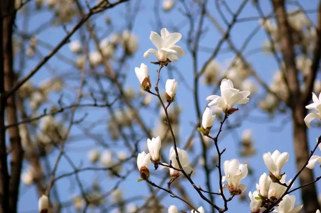 2018京城春季赏花指南：你若盛开 不请自来！