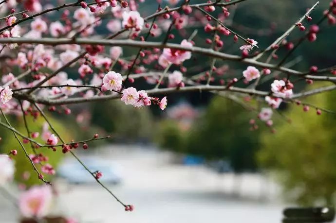 2018京城春季赏花指南：你若盛开 不请自来！