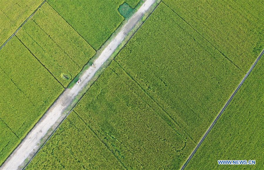 Luoyang: Aerial views show harvest across China