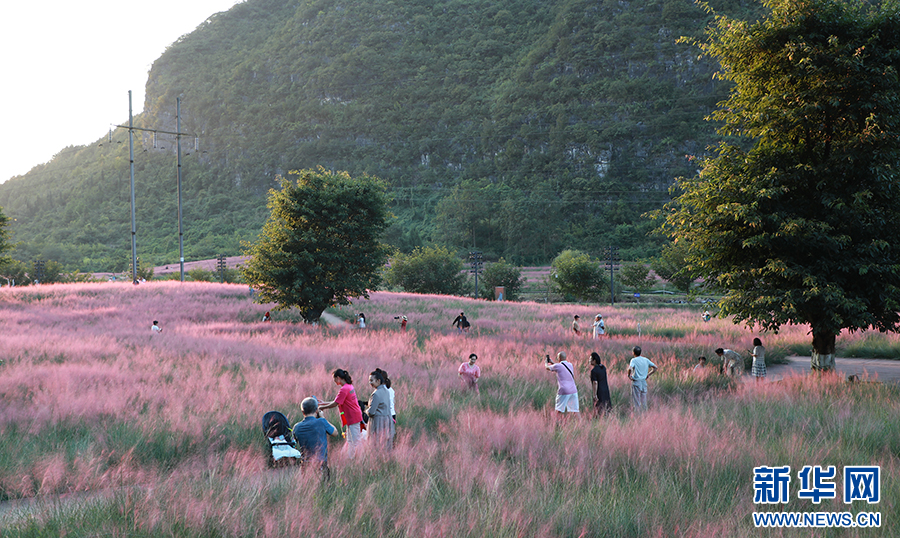 贵州长顺：秋日浪漫，粉黛花海醉游人