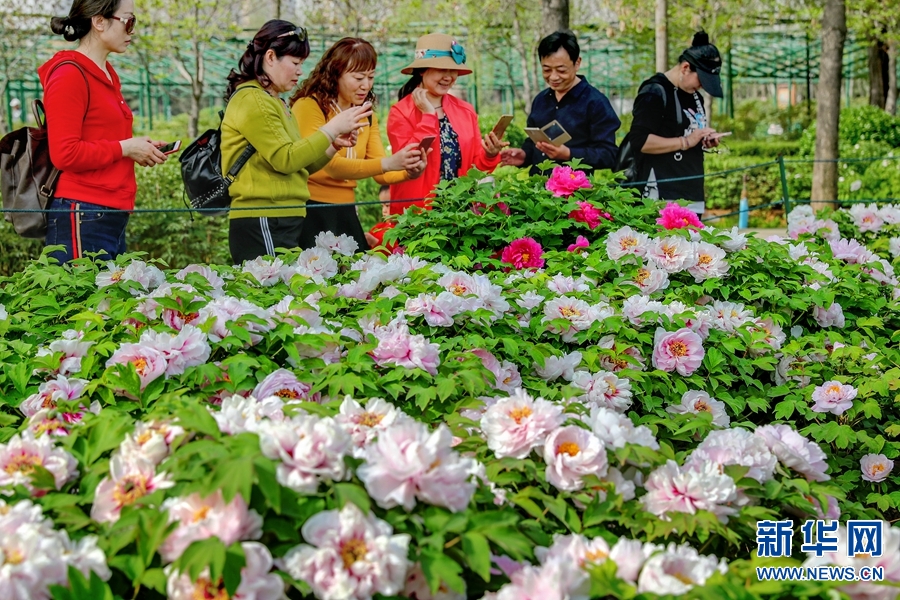 洛阳春色好 牡丹领群芳