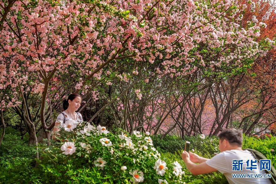 洛阳春色好 牡丹领群芳