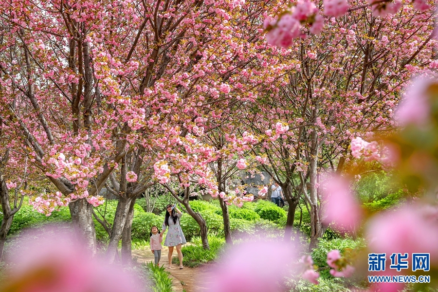 洛阳春色好 牡丹领群芳