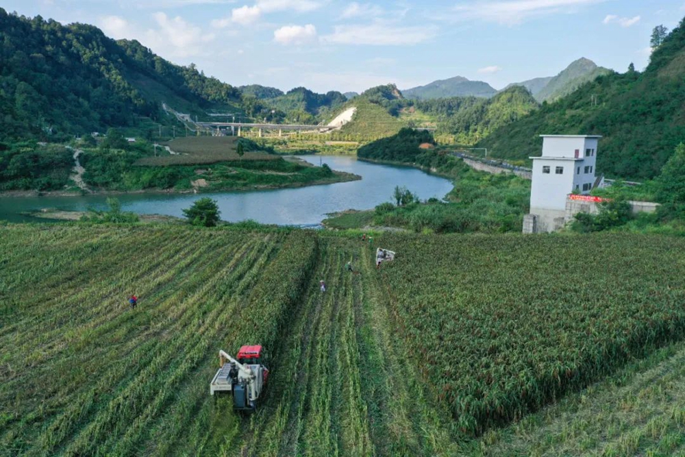 贵州都匀：又是一年高粱红_fororder_640 (1)