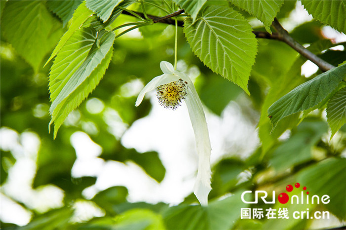 图片默认标题_fororder_亲子赏花游——后河鸽子花开（李平）_副本_副本