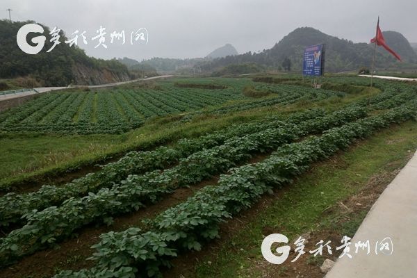 （市州 黔南/大扶贫）贵州荔波:万亩马铃薯种植基地 “画”出一片绿