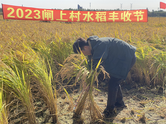 沈阳闸上村举行丰收节 品牌大米和认养农业取得“双丰收”_fororder_2