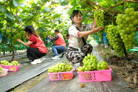 贵州天柱赖洞村：乡贤回村产业兴_fororder_葡萄采摘.JPG