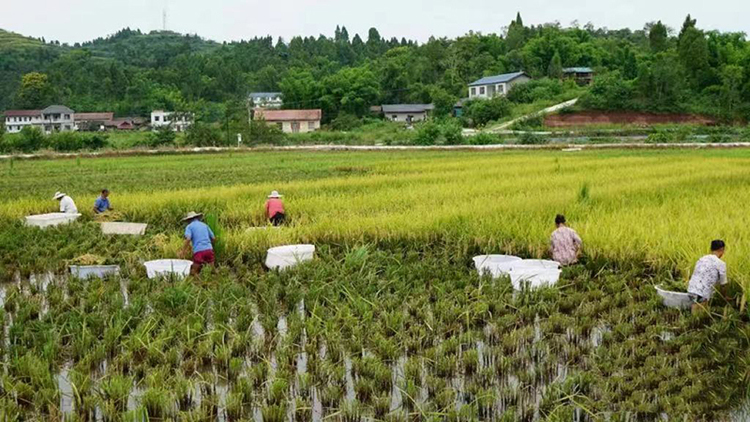 资阳安岳：又是一年秋收季_fororder_火热的丰收现场-胡固摄影