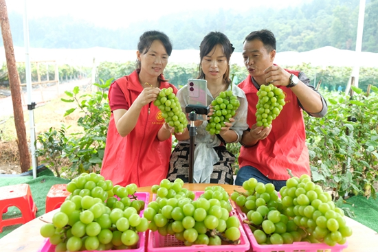 贵州天柱赖洞村：乡贤回村产业兴_fororder_葡萄种植户在直播推介葡萄。.JPG