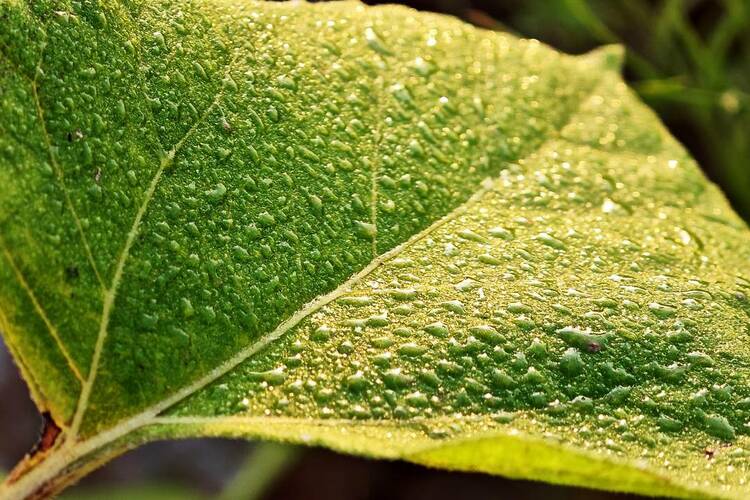 大连：白露时节，草木凝露