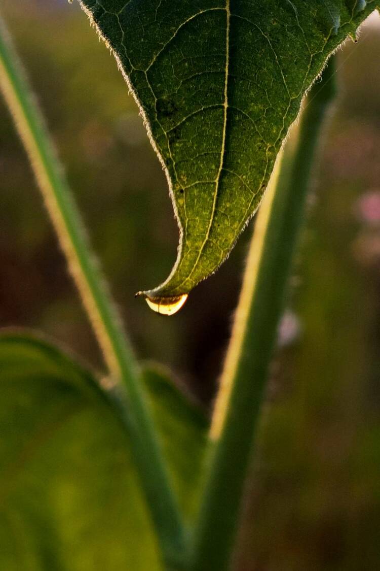 大连：白露时节，草木凝露