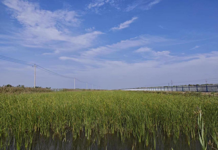 （原创）沧州南大港：人工湿地开启生态治河新篇章_fororder_图片1