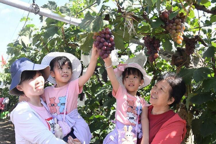 沈阳下河湾村首届葡萄采摘节开幕