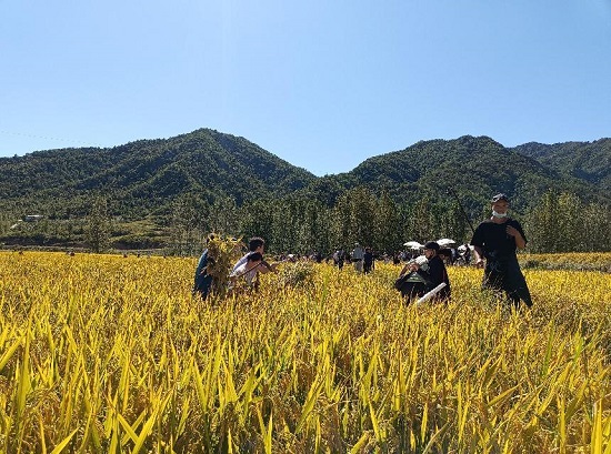 【原创】平顶山鲁山：小尔城200余亩金黄稻田成为网红打卡地_fororder_图片2