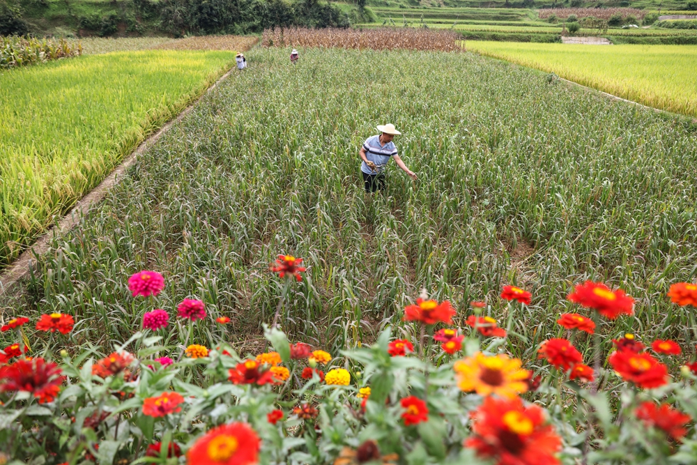 贵州施秉：秋日“丰”景美_fororder_2023年9月6日，村民在贵州省黔东南苗族侗族自治州施秉县杨柳塘镇高塘村采摘小米。（磨桂宾 摄） (1).JPG