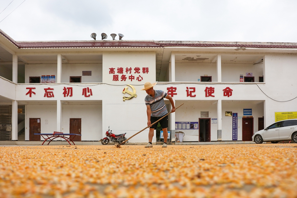 贵州施秉：秋日“丰”景美_fororder_2023年9月6日，村民在贵州省黔东南苗族侗族自治州施秉县杨柳塘镇高塘村晾晒玉米。（磨桂宾 摄）.JPG