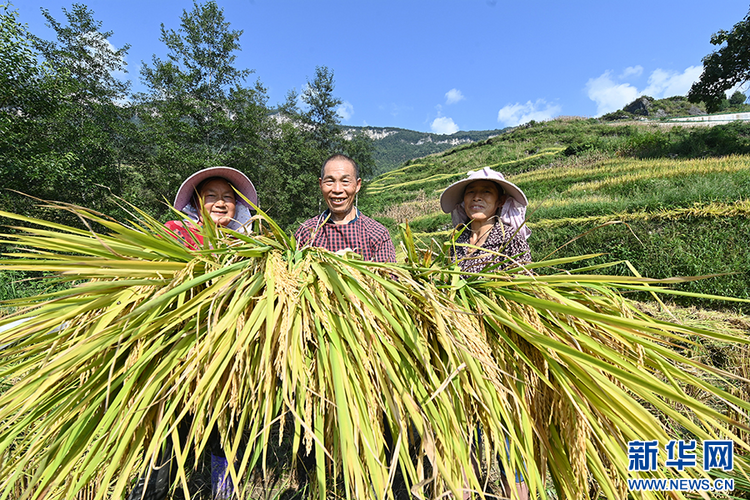 重庆：万亩梯田如画卷 巴渝山乡好“丰”景