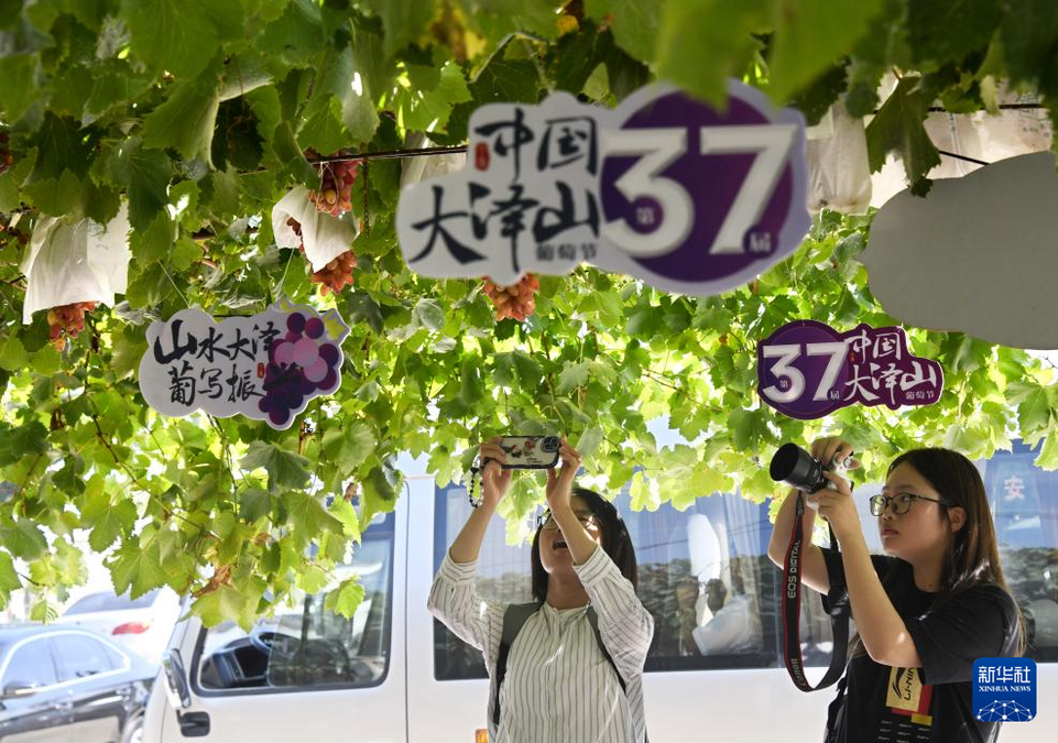 山东平度：葡萄成熟引客来